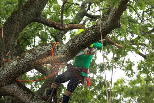 Best Root Management and Removal  in Elmwood, LA